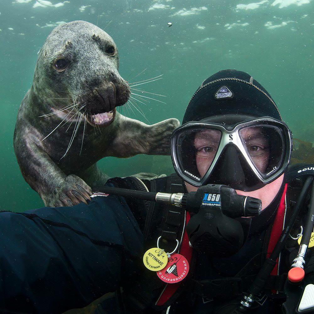 Seal_Pet