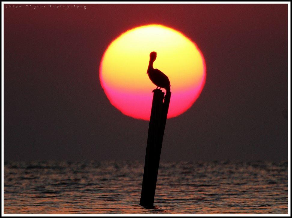Sunset_Pelican