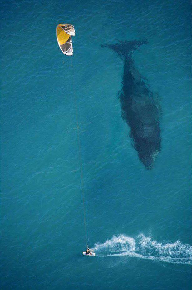 Whale-Kiteboarder