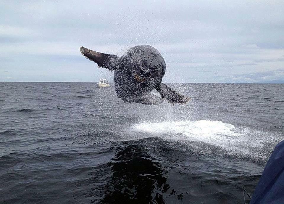 Whale_Coming