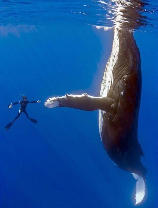 Whale__HandShake