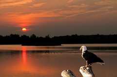Eagle_Sunset