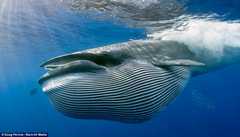 Whale_Huge_Bryde's_Whale