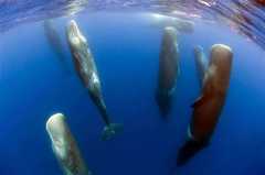 Whales-Sperm_Whale_Party