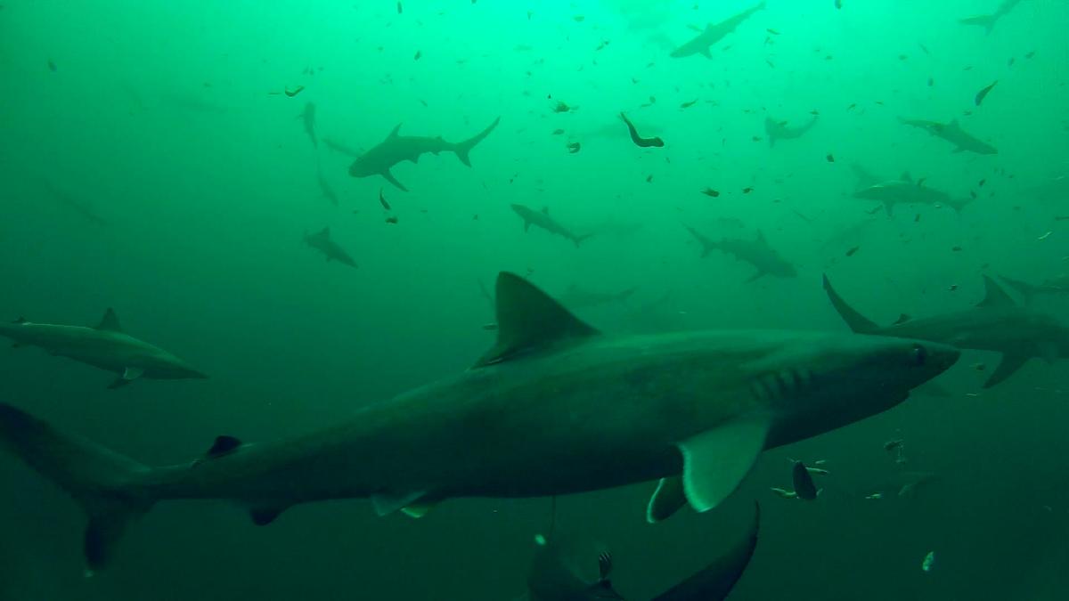 z2015aug29_sharks18