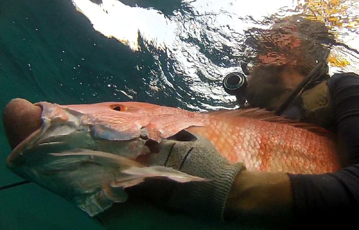 z2015aug29_spearfishing_mp186-12_cropped