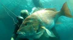 z2015aug29_spearfishing_mp186-10_cropped