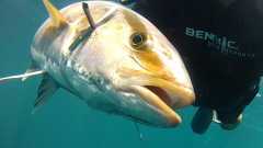 z2015aug29_spearfishing_mp186-8_cropped