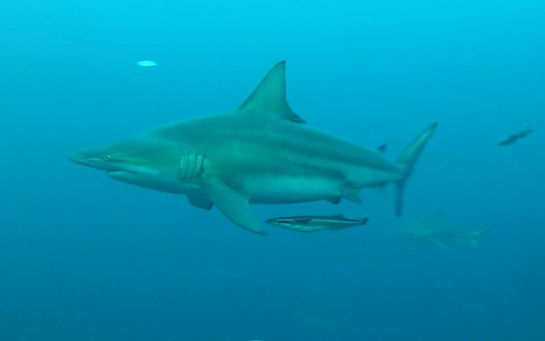 151010-shark