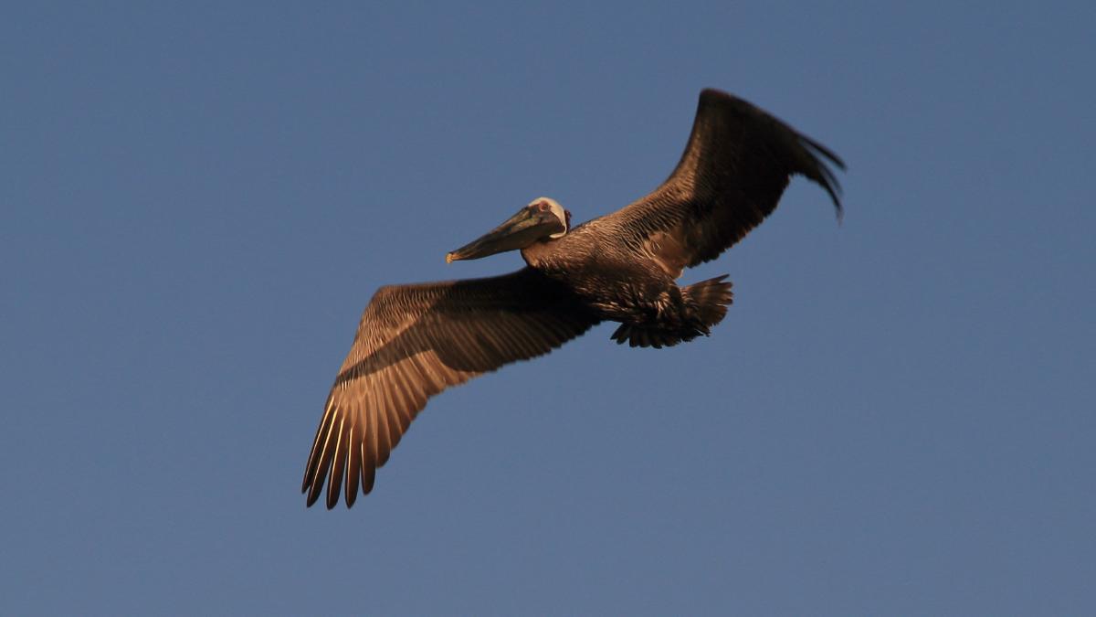 IMG_6594