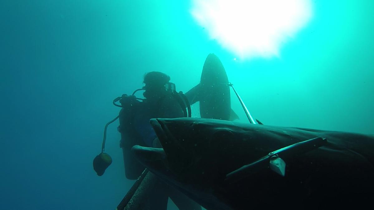 2018Jan19_MP270B_AJ_Cobia_Omar3