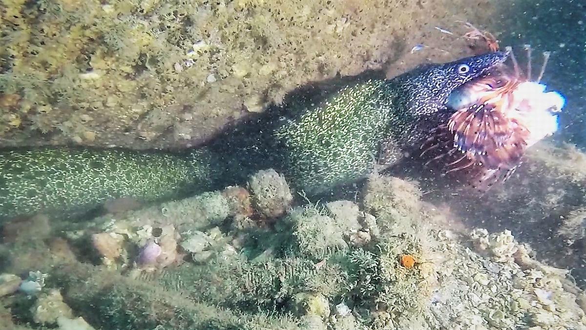 2018April17_Moray-eats-Lionfish-Moray11 (2)