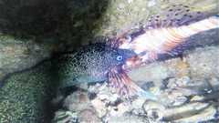 2018April17_Moray-eats-Lionfish-Moray17-closeup (2)