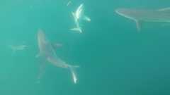 180909_Shrimp_Boat_Sharks-Greg-Marty5