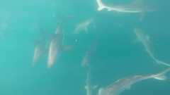 180909_Shrimp_Boat_Sharks-Greg-Marty6