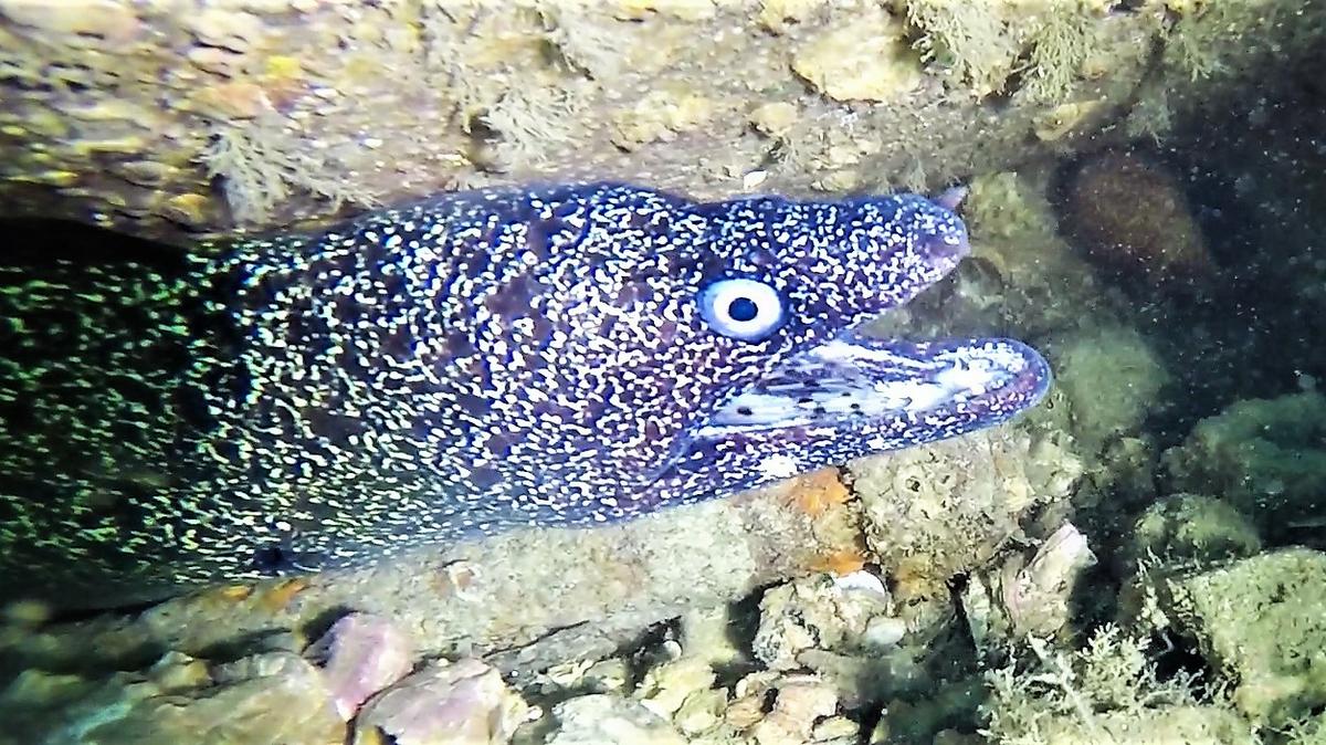 2018April17_Moray-eats-Lionfish19-done (2)