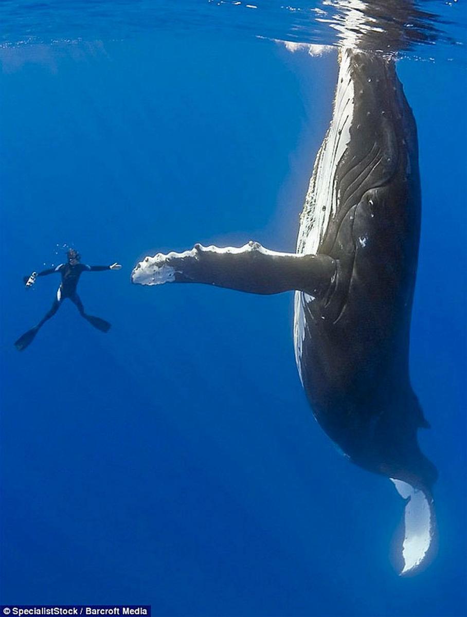 Whale-HandShake