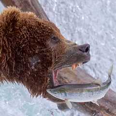 Grizzly2