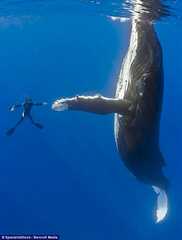 Whale-HandShake