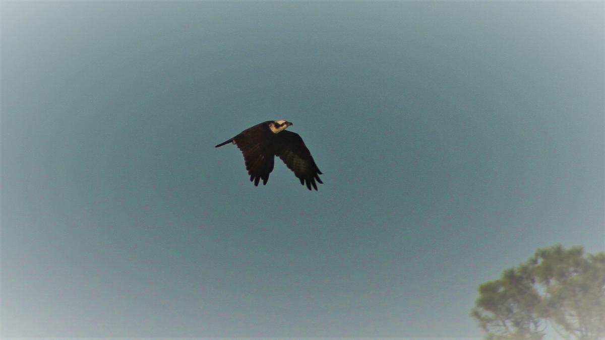 IMG_0478