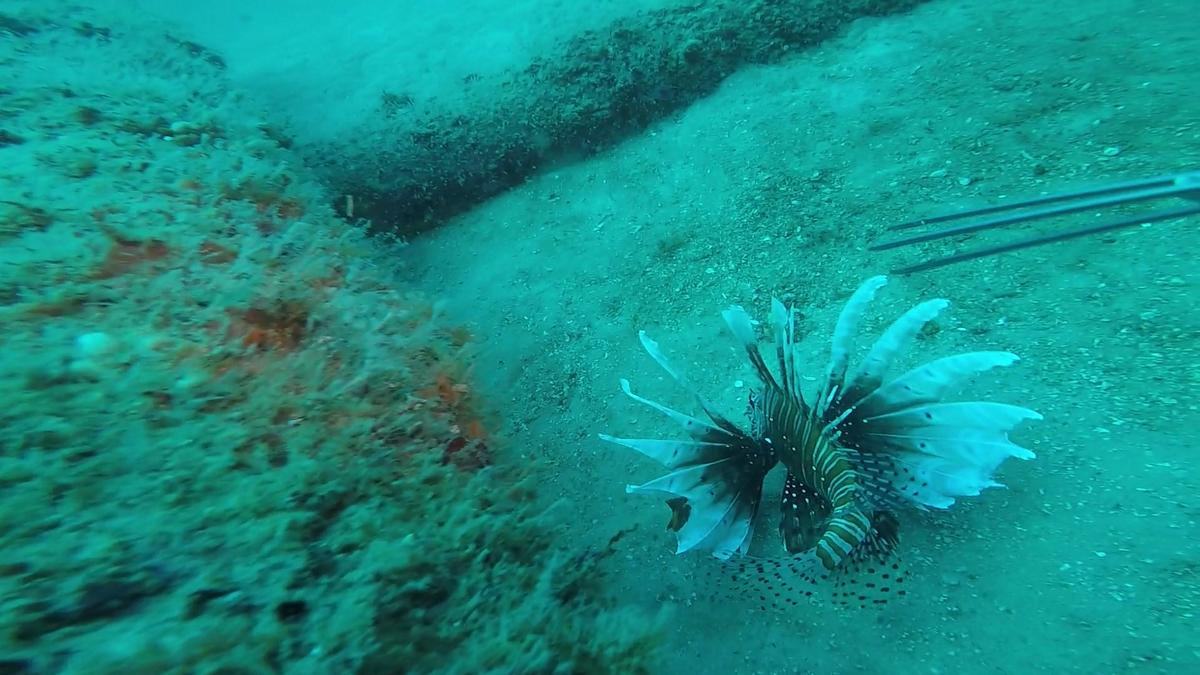 z-2003-Lionfish1