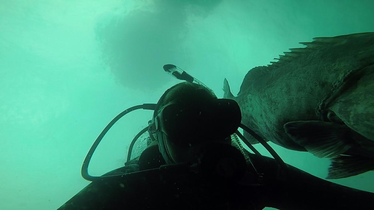 200418_MP242_Paul5-Grouper-Release