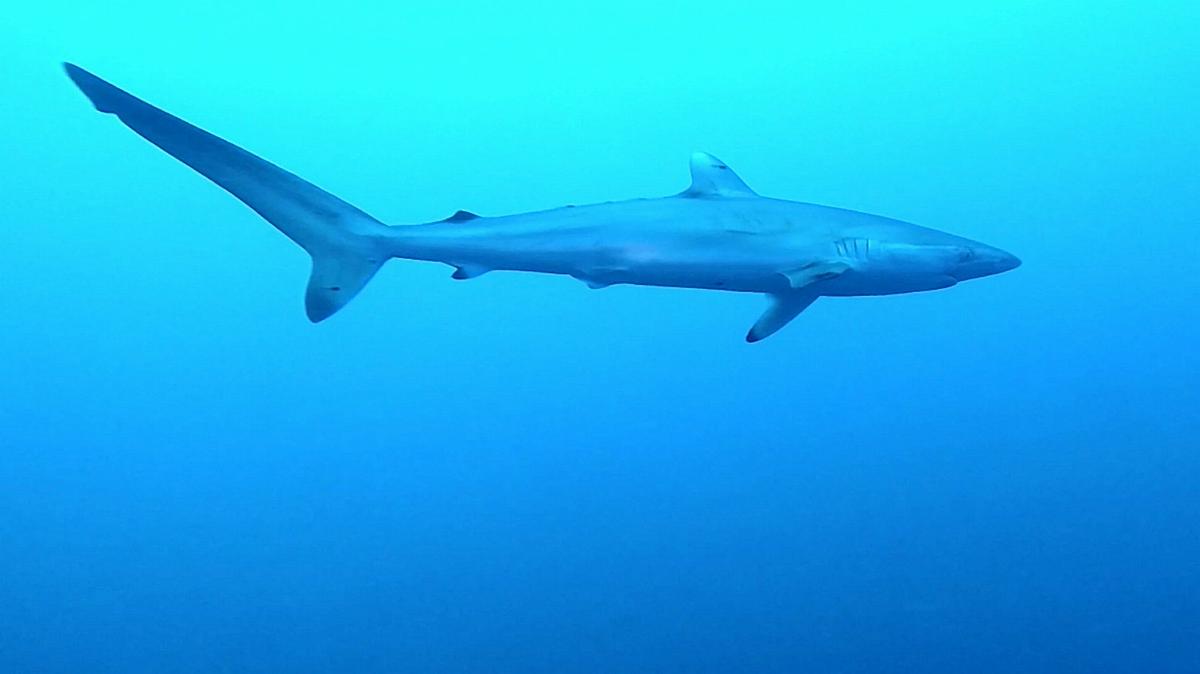 z-2124_MP289c-Shark.Vivid_ful