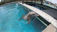 210501_IMMS_Dolphins-15