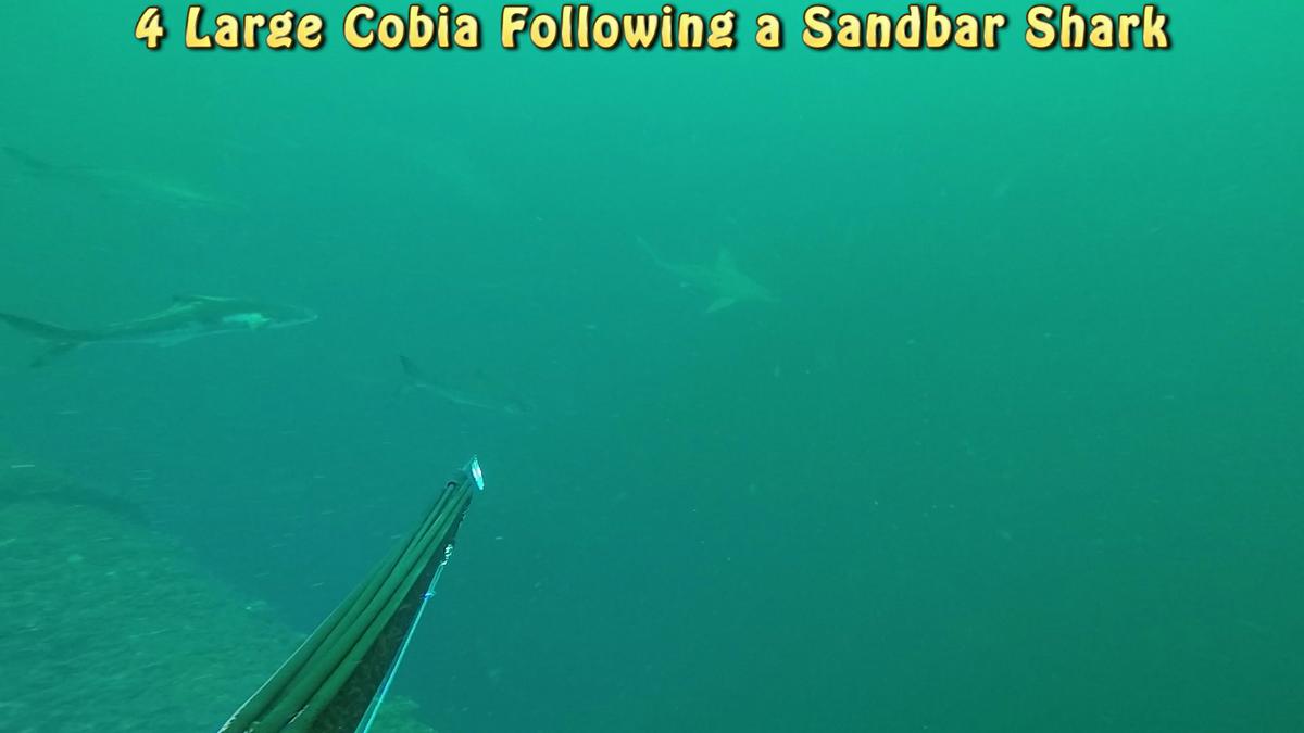 210507_CutOffs-Cobia-Shark1