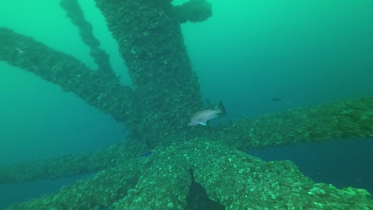 230519-MP225-12-Mangrove