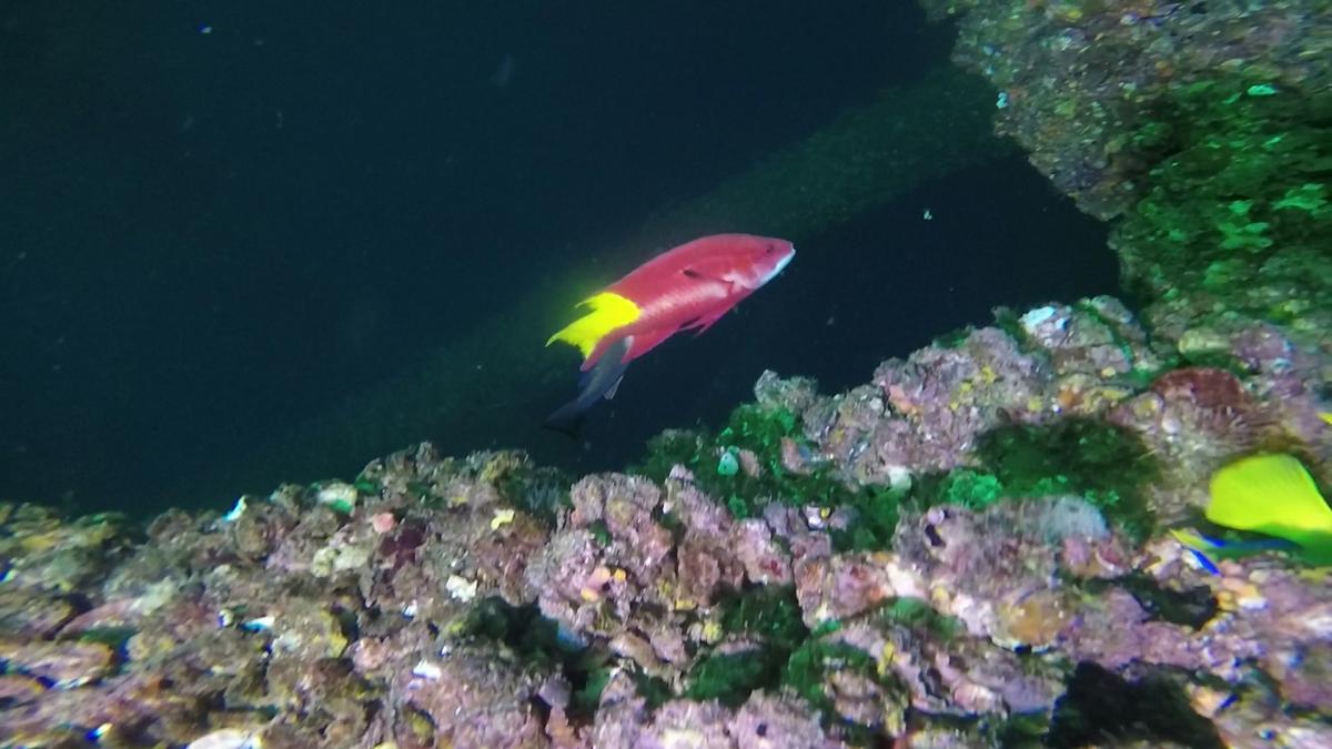 230519-MP225-17-Cuban_Hog