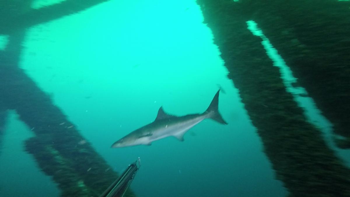 230519-MP225-7-Cobia