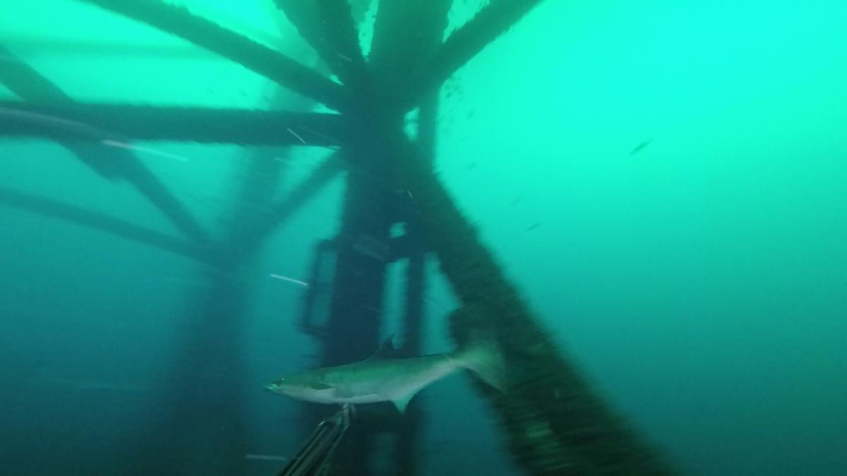 230519-MP225-8-Cobia