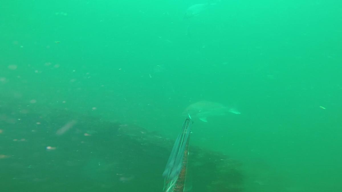 230528-Apco_Barge-15-Snapper