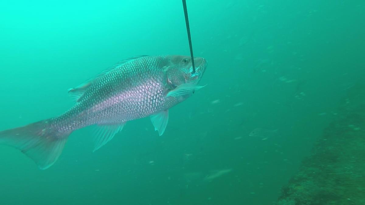 230528-Apco_Barge-7-Snapper