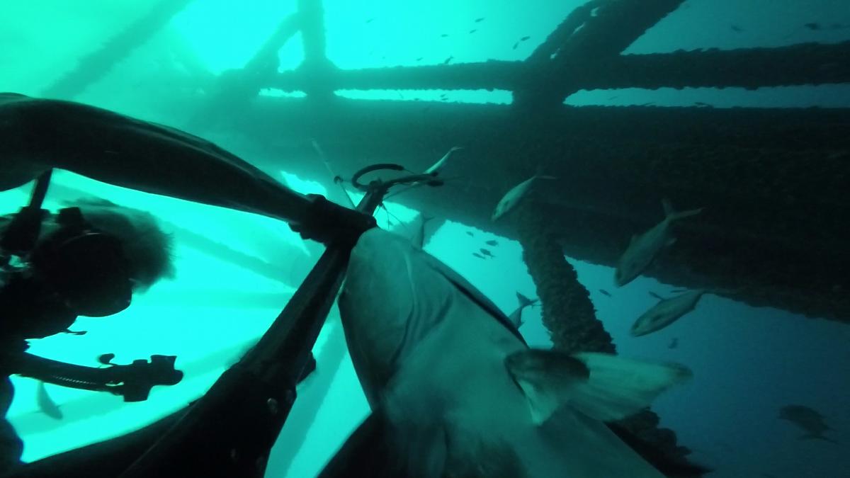 230624-Venice-37-Cobia