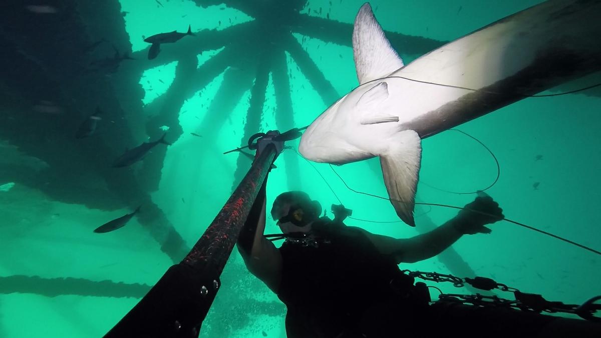 230624-Venice-40-Cobia