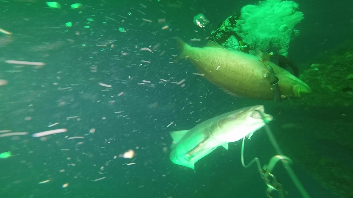 230624-Venice-48-Scamp-Cobia-Paul