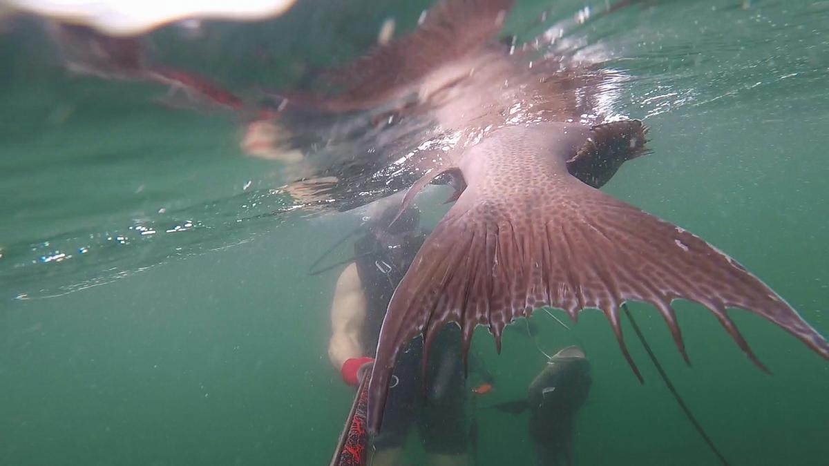 230624-Venice-52-Scamp_Tail-Cobia