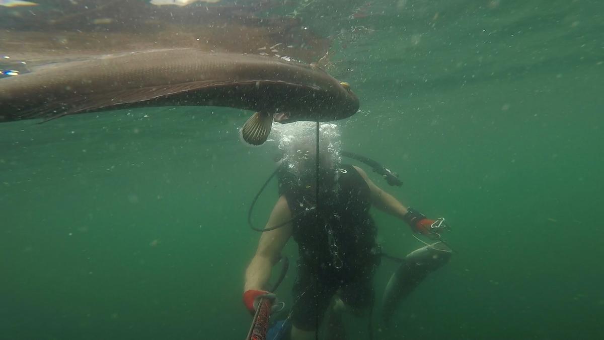 230624-Venice-56-Scamp-Cobia