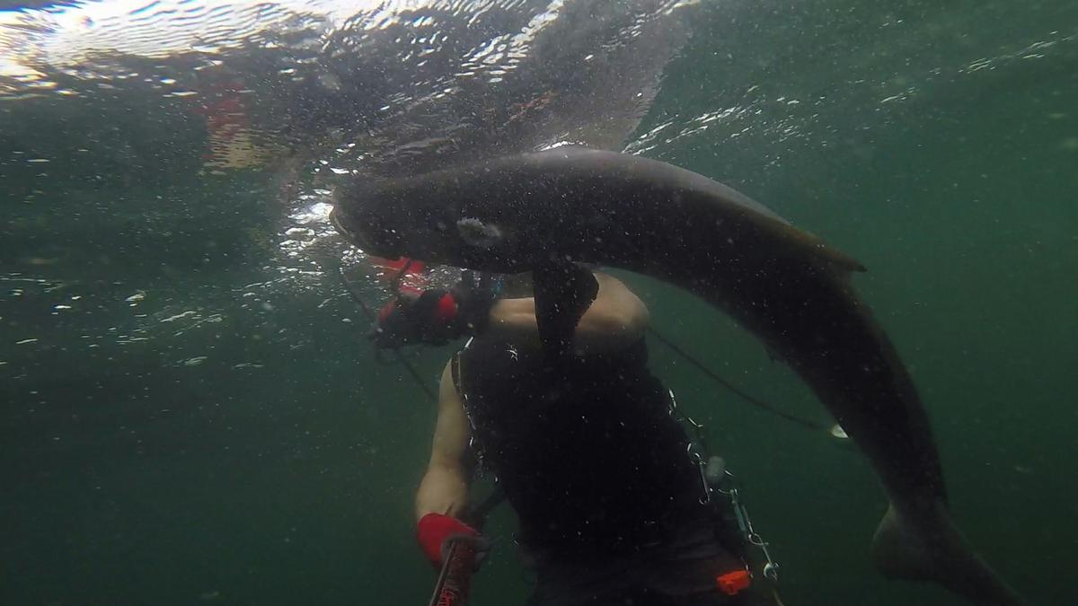 230624-Venice-57-Cobia