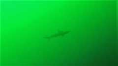 230624-Venice-37-Shark
