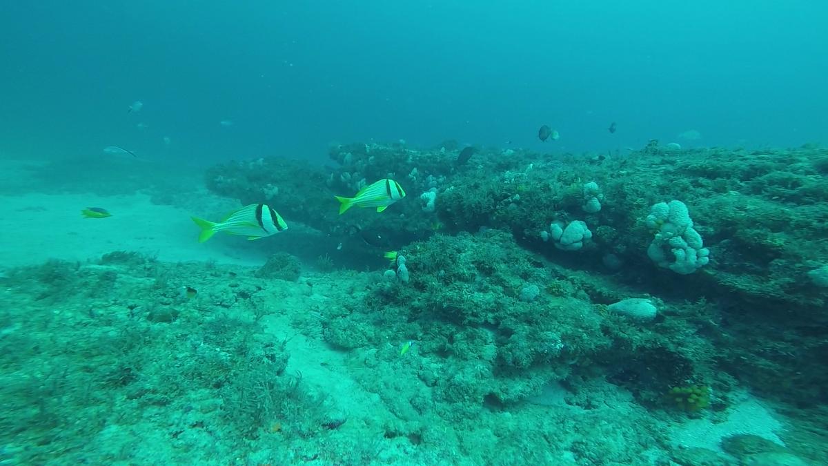 230707-Jupiter-25African-PorkFish