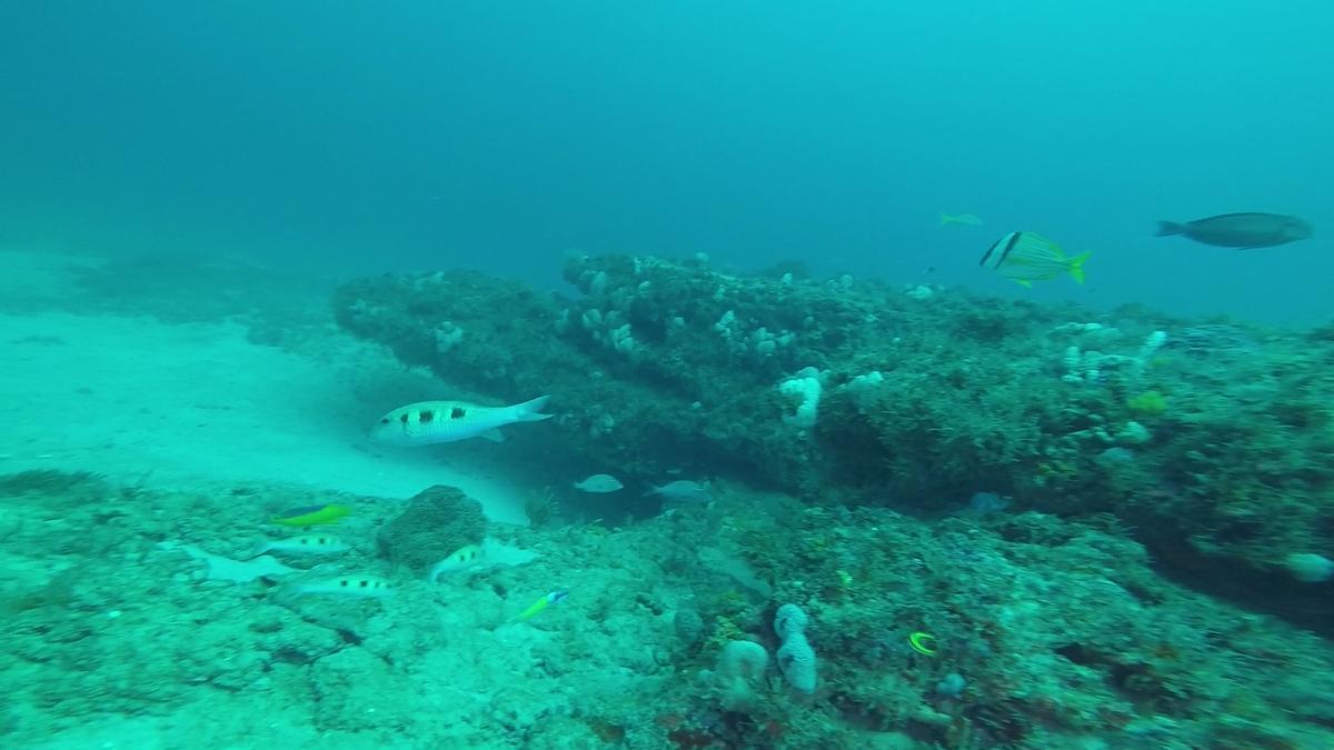 230707-Jupiter-26African-GoatFish