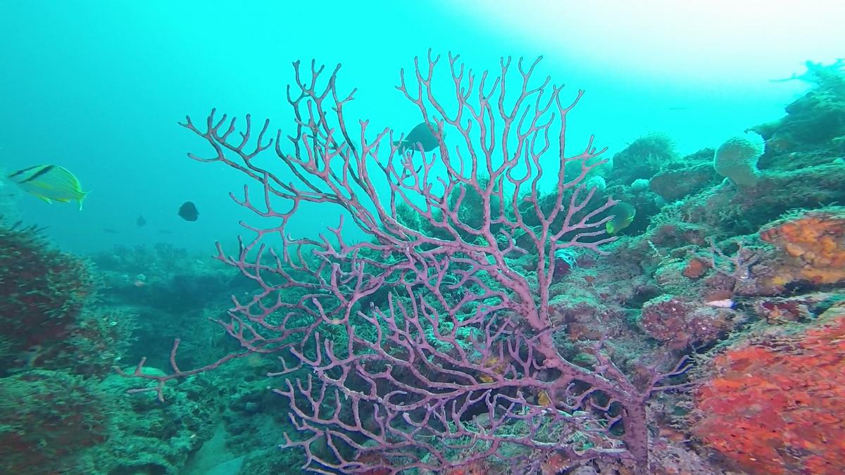 230707-Jupiter-36African-Tree_Coral