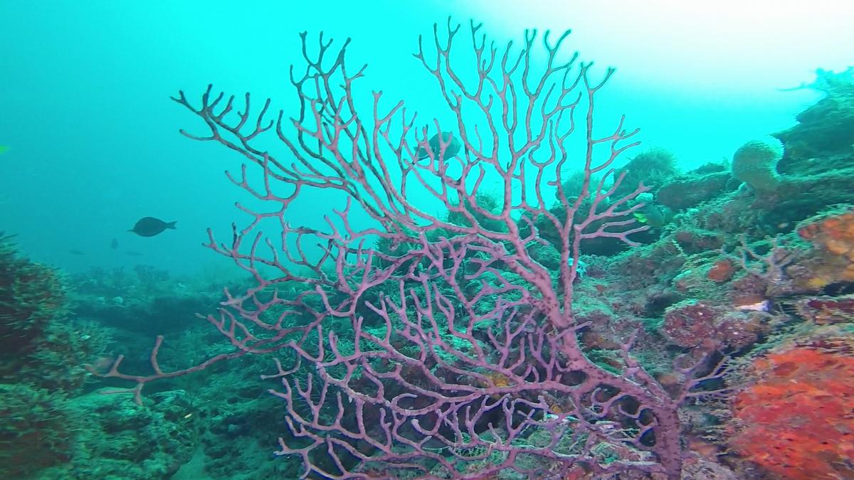 230707-Jupiter-37African-Tree_Coral