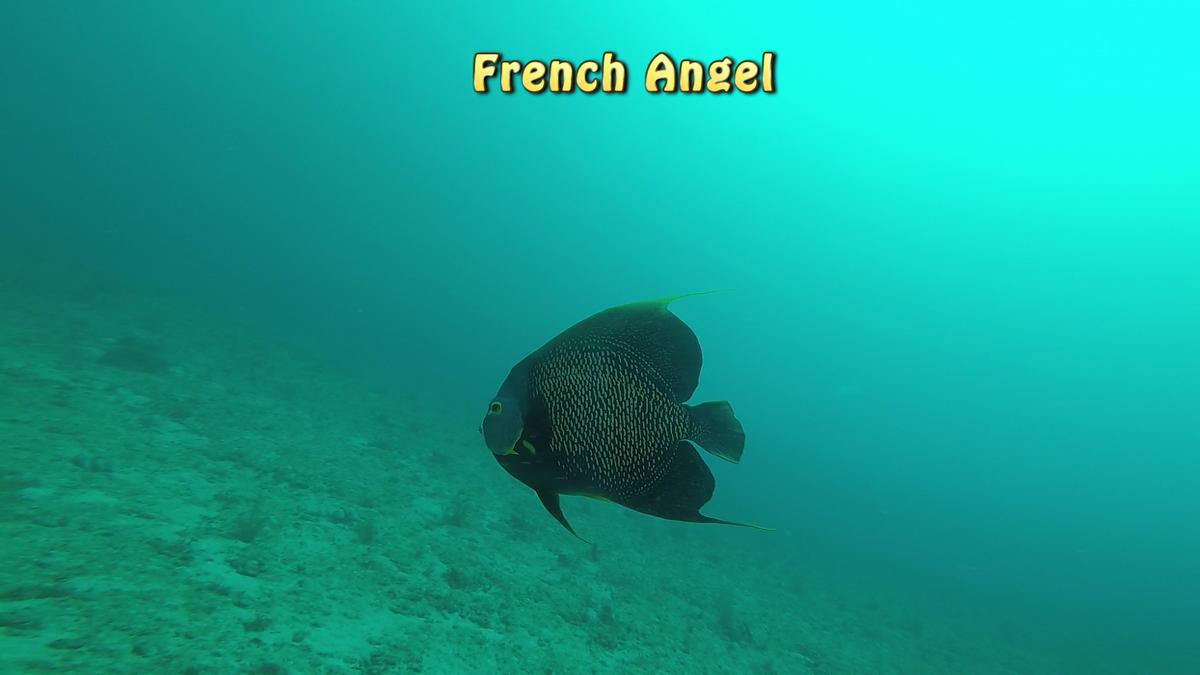 230707-Jupiter-39African-French_Angel