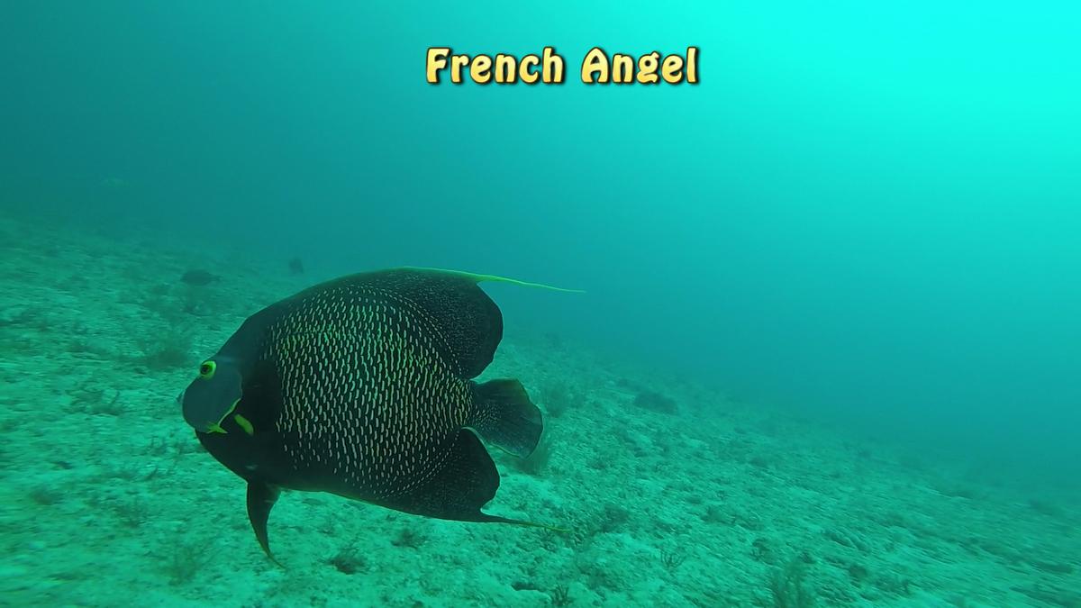 230707-Jupiter-41African-French_Angel