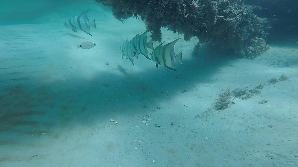 230707-Jupiter-62-SpadeFish