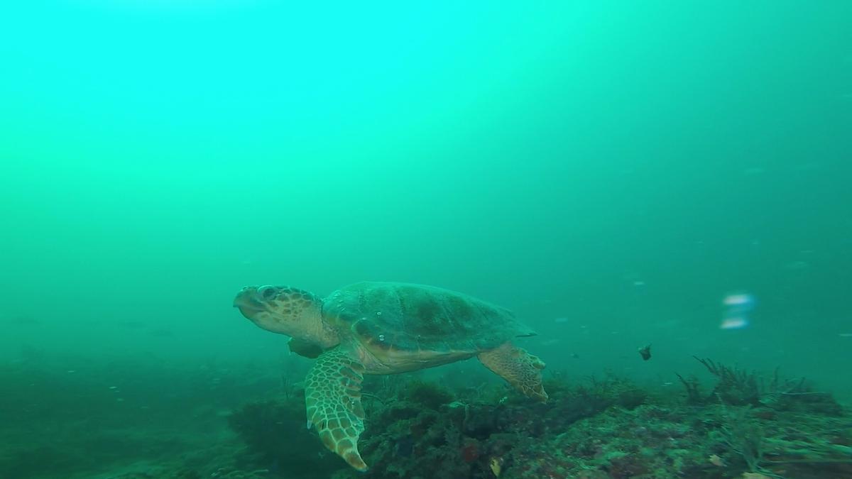 230710_Jupiter-75-Turtle1